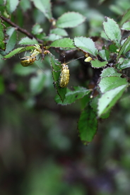 昆虫甲壳虫微距