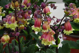 吊钟花