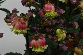 吊钟花