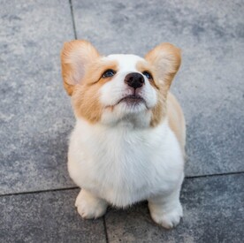 柯基犬