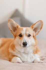 柯基犬