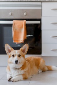 柯基犬