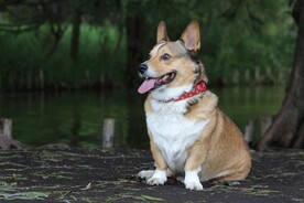 柯基犬