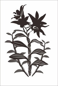 铁皮石斛花 铁皮石斛鲜条