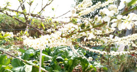 桃花朵朵开樱花