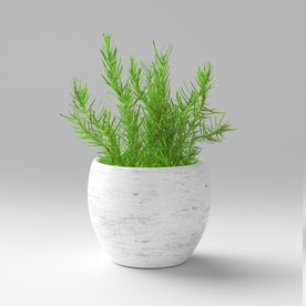 C4D模型盆栽绿色植物多肉插花