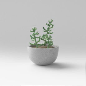 C4D模型盆栽绿色植物多肉插花