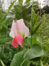 豌豆花
