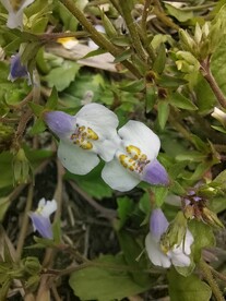 野花