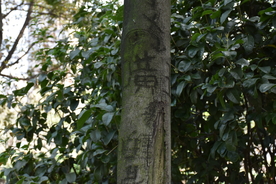 老树