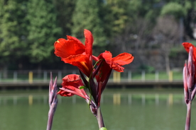 怒放的花朵