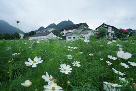 田园风光