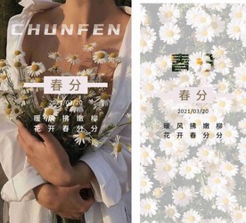 春分菊花森系海报