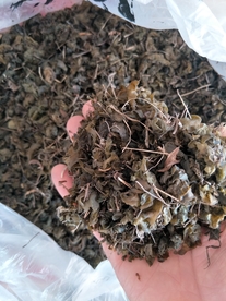 野生地木耳