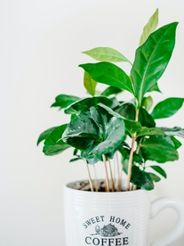 绿植盆栽清新自然生态素材
