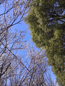 春天花开