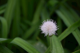 紫背草