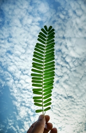珊瑚叶清新自然生态背景素材