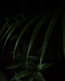 绿植清新自然生态背景素材