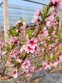 春日桃花粉色桃花