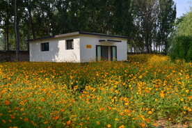 大花金鸡菊花海