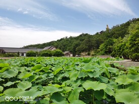 莲花池