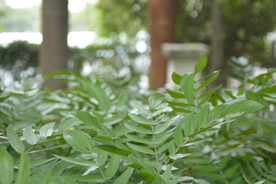 青青绿草