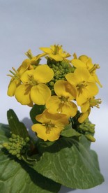 油菜花 黄花 菜花 白菜花