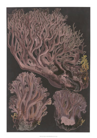 海洋贝壳海螺海星珊瑚