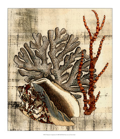 海洋贝壳海螺海星珊瑚