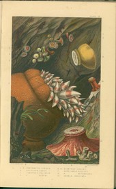 海洋贝壳海螺海星八爪鱼