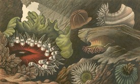 海洋贝壳海螺海星八爪鱼