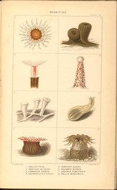 海洋贝壳海螺海星八爪鱼