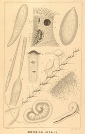 海洋贝壳海螺海星八爪鱼