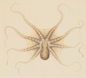 海洋贝壳海螺海星八爪鱼