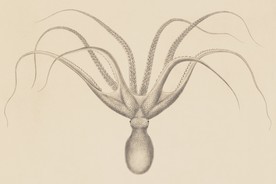 海洋贝壳海螺海星八爪鱼