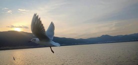 迎着夕阳飞翔的红嘴鸥