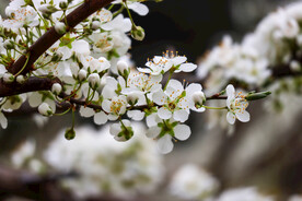 李花