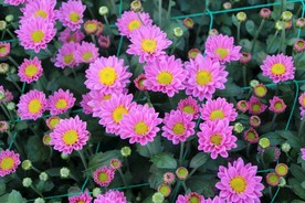 粉色菊花花圃