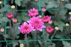 红色雏菊
