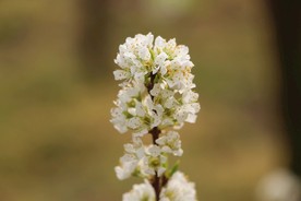 梨花花枝