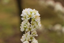 梨花花枝