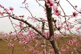 桃花枝