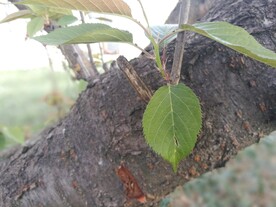 樱花树叶