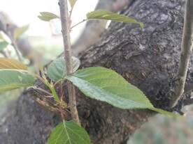 樱花树叶