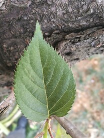 樱花树叶