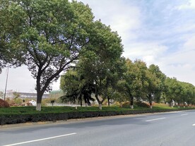 道路绿化