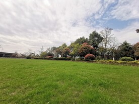 草坪 绿化