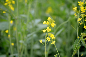 油菜花摄影