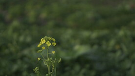 油菜花 花  春色 油菜 春天